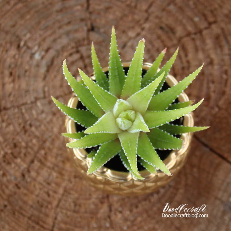 Pineapple Succulent Planter!