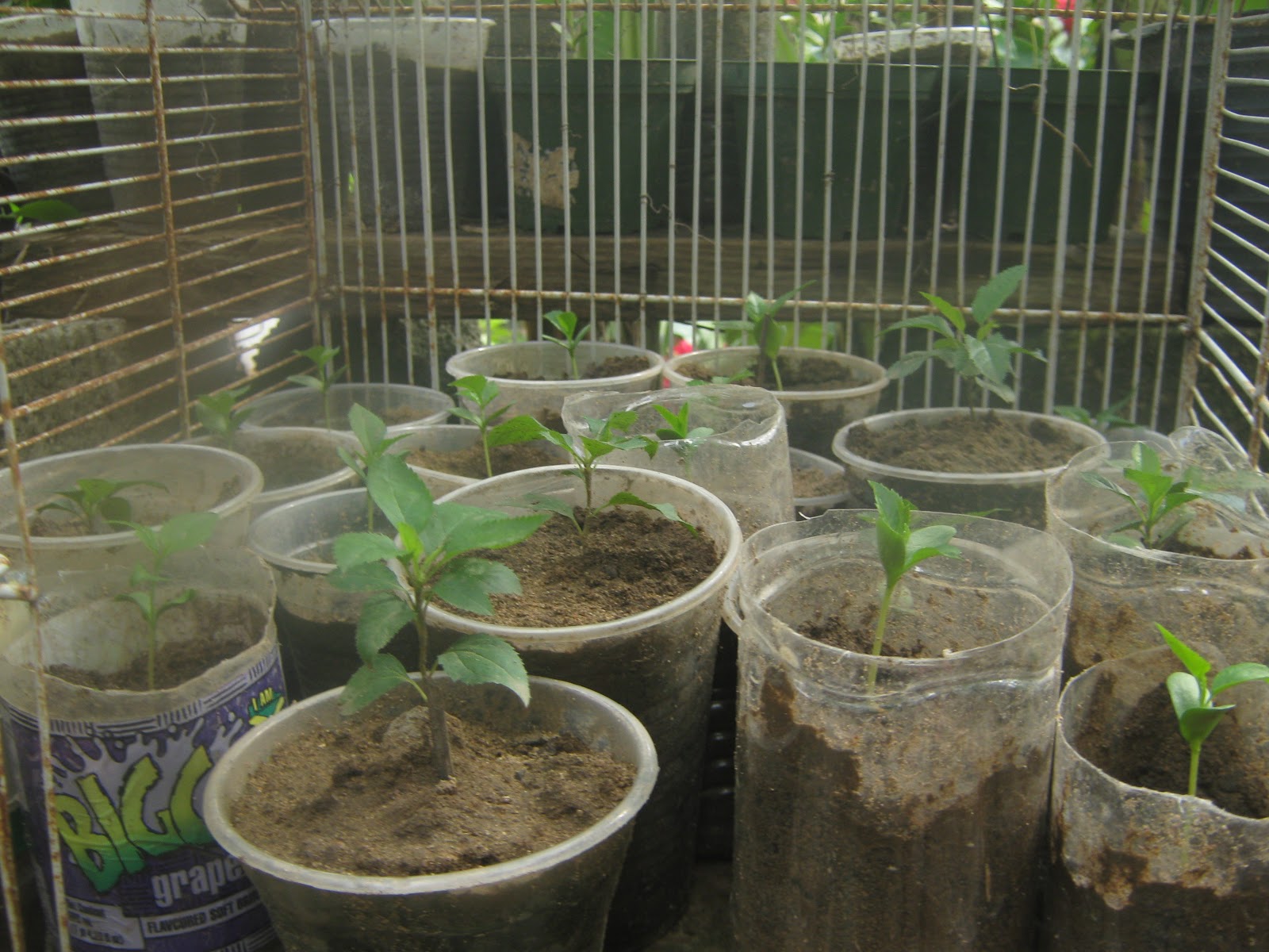 Growing apples in Jamaica