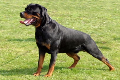 Welovedog Anjing Rottweiler