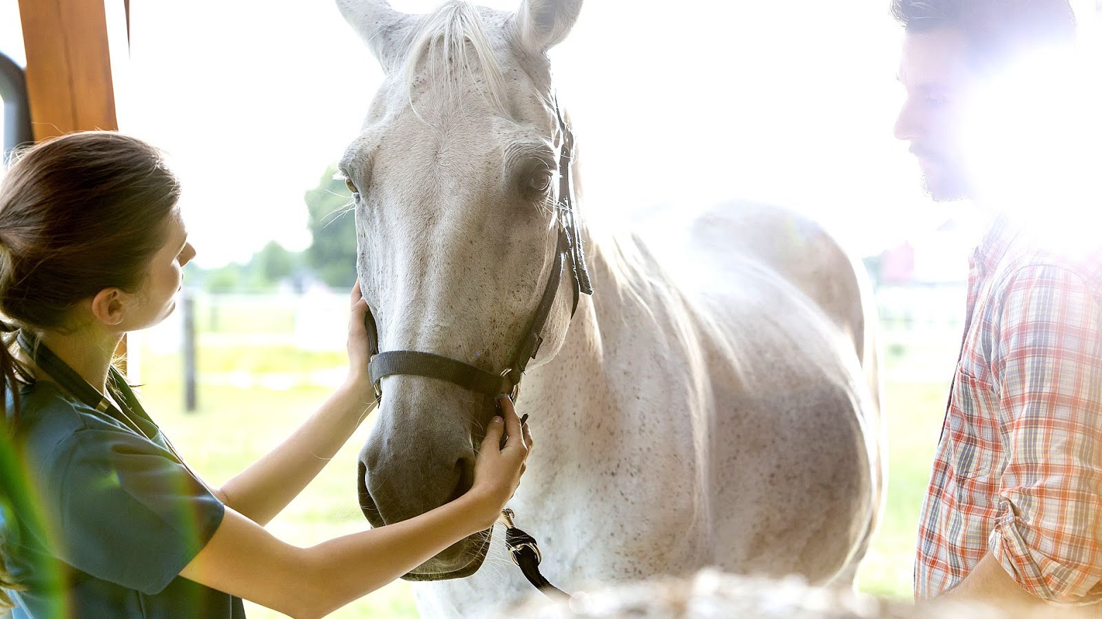 Horse Diarrhea Remedies Horse Choices