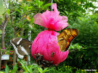 JARDÍN DE MARIPOSAS, BANGKOK. TAILANDIA 