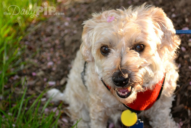 Ruby Enjoys Spring With Petals on Her Head Ruby enjoys spring with petals on her head in her new family yard