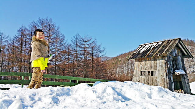Snow is like magic blanket and turning Daewallyeong ranch to wonderland!
