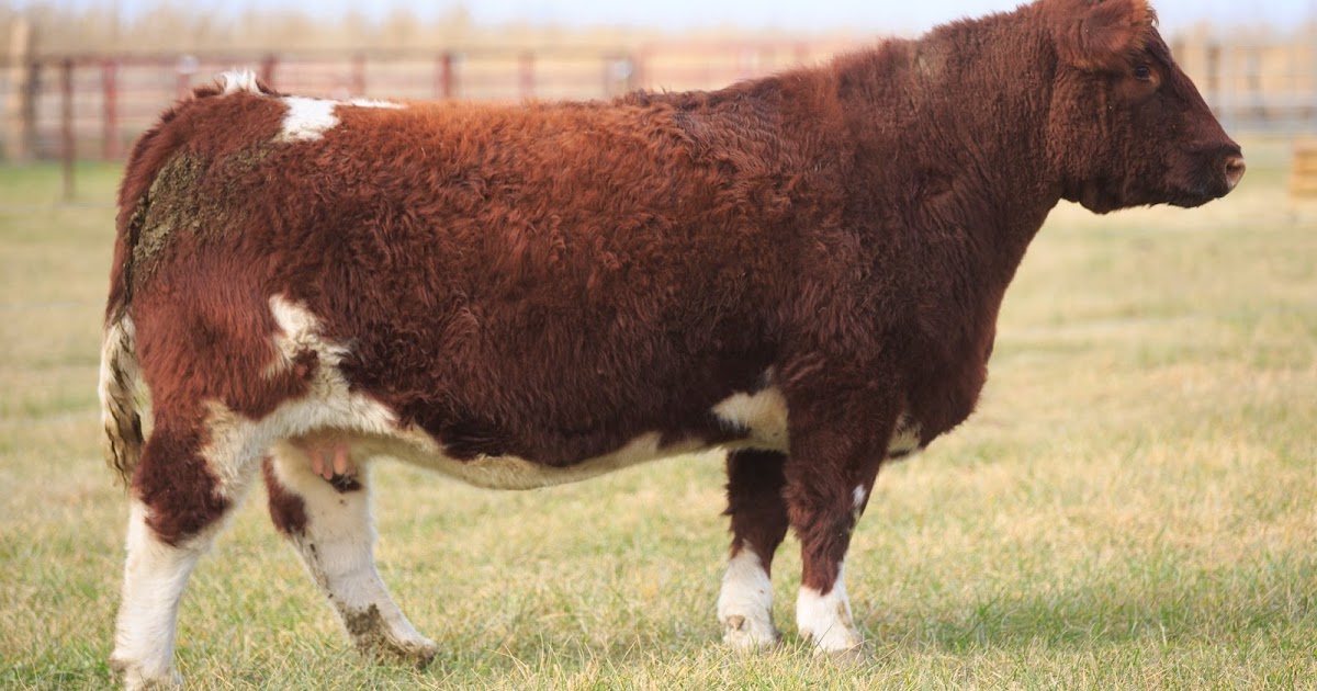 RCC Blog ster Cattle Co Sale Tonight