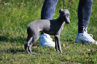 Italian Greyhound Sighthound puppies for sale