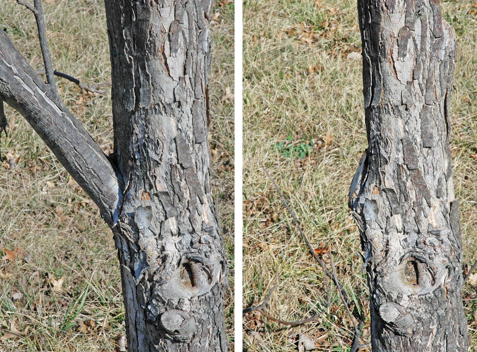 Northern Pecans Pecan tree limb pruning and collecting scions
