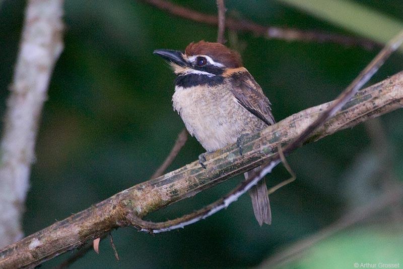 Tierra de tucanes y pájaros carpinteros Buco cabeza roja (Cyphos
