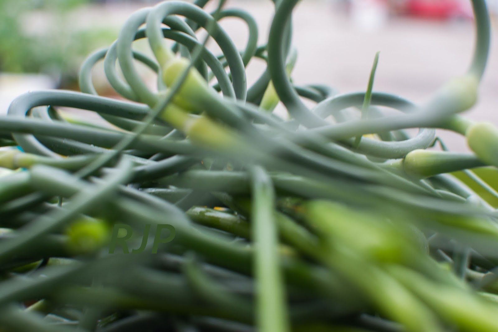 Vegetable Freak June 2015