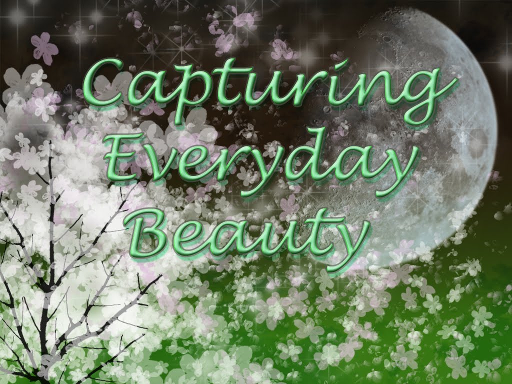 Capturing Everyday Beauty