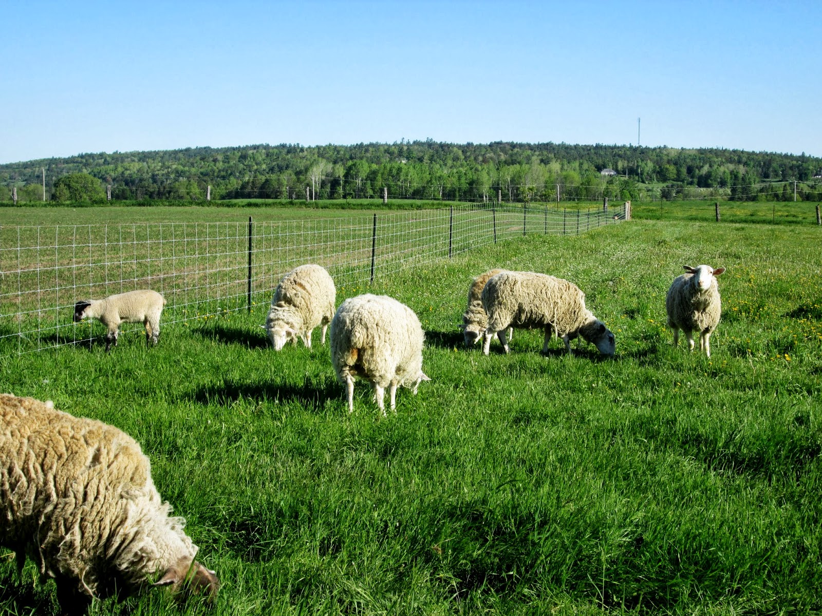 Dwyer's Farmhouse Putting the Sheep to Pasture