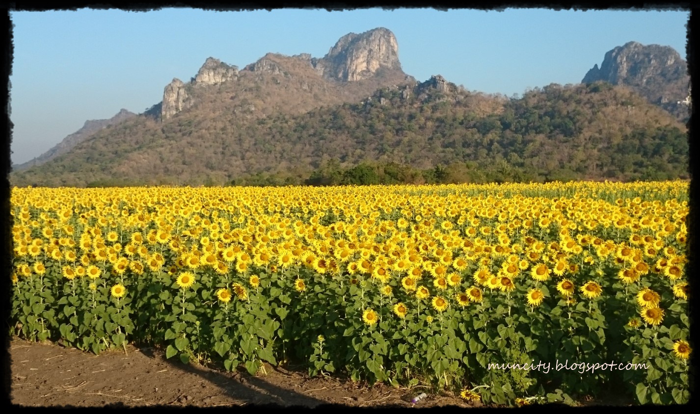 Lalalaland... Sunflower Fields Lopburi