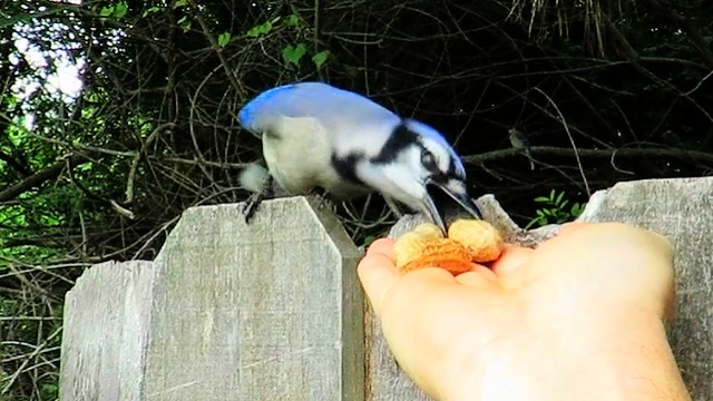Hand Feeding Blue Jays - Nesting Behavioral Changes