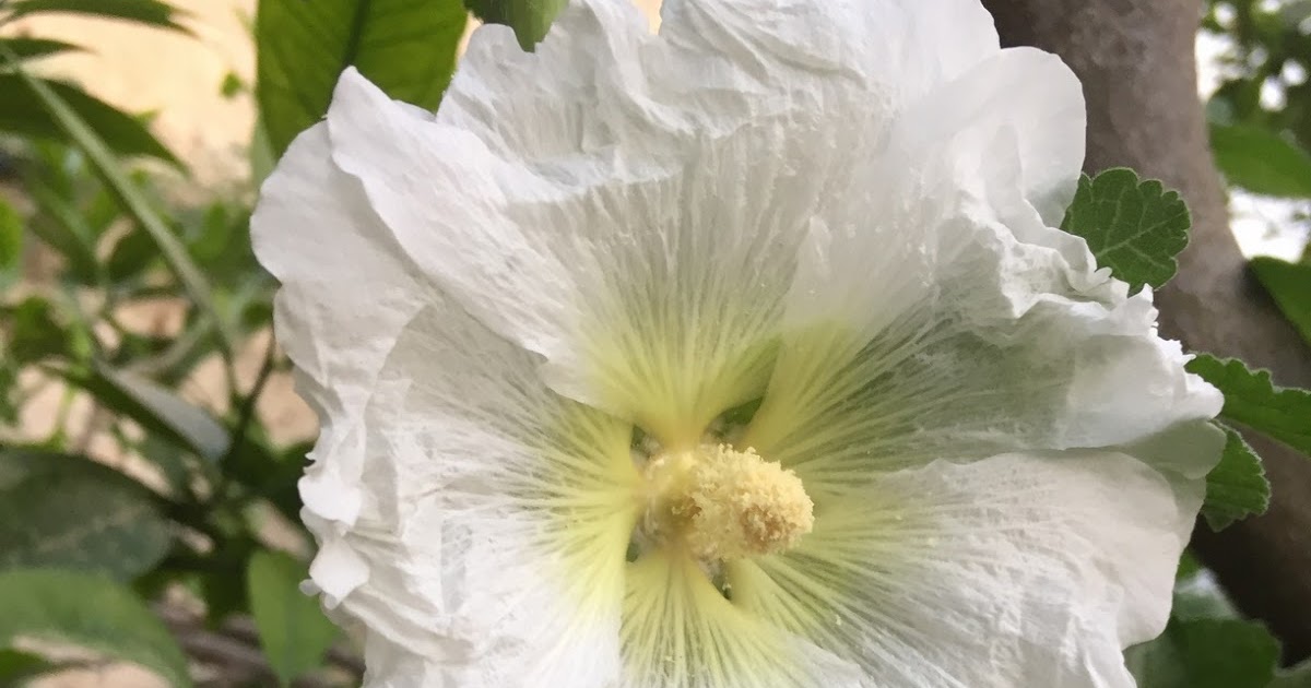 HOME AND GARDEN: HOW TO PLANT HOLLYHOCK