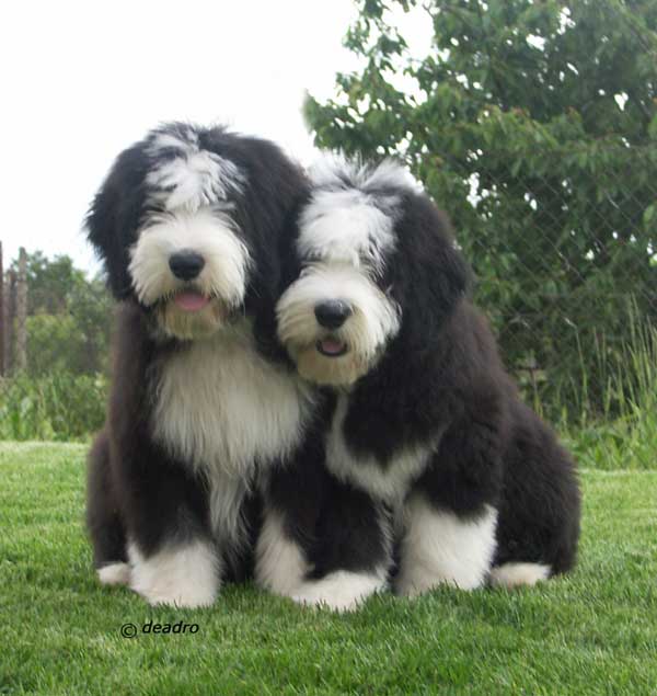 Bearded Collie Puppies For Sale 33