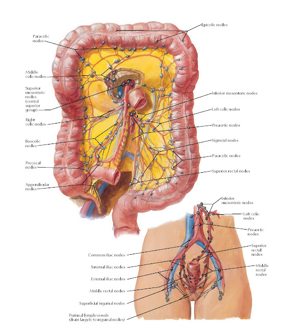 Lymph Vessels and Nodes of Large Intestine Anatomy