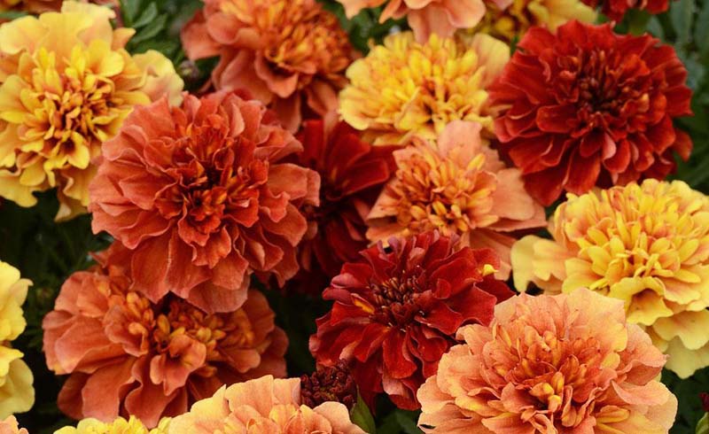 Strawberry Blonde French Marigold