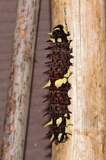 Spiky Caterpillar in Puriscal