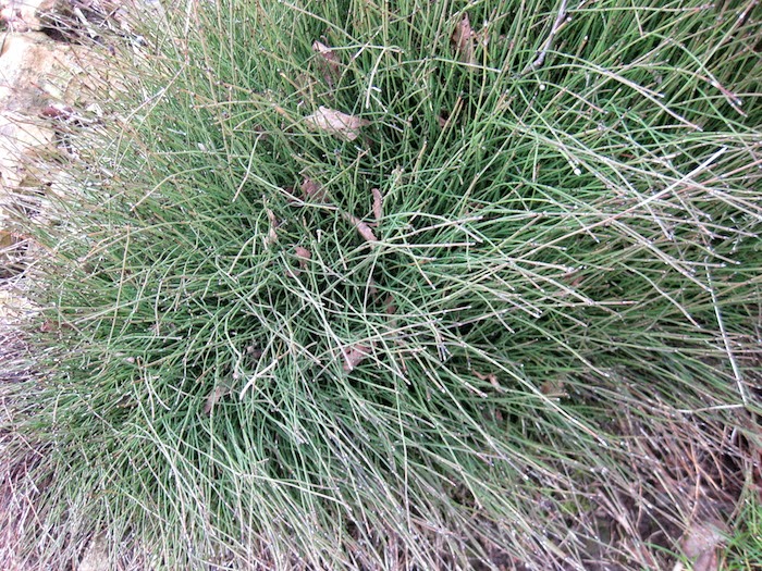 Equisetum scirpoides