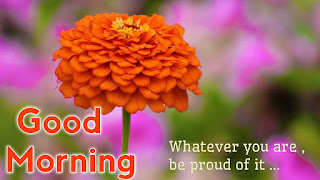 good morning good morning