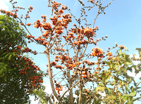 Butea Monosperma tree Butea Monosperma tree