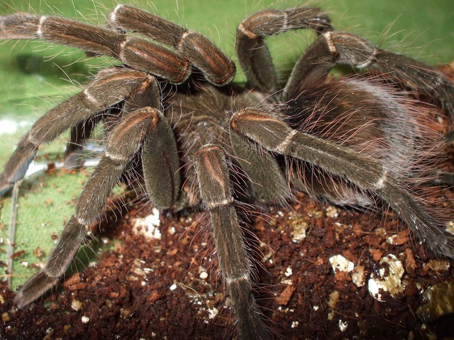 World's Biggest Spider Goliath Birdeating Spiders ~ Total World Info