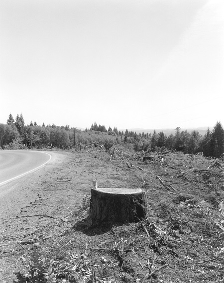 imagen en blanco y negro de un bosque deforestado al lado de la carretera