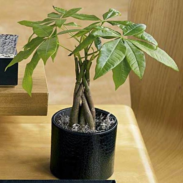 Feng Shui in the office &#8211; you can be even more effective!