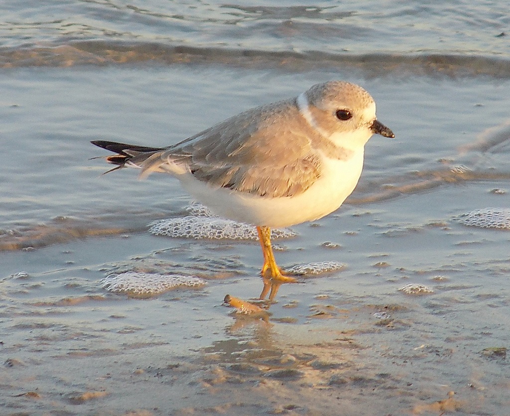 Endangered New Jersey Foxes and Piping Plovers