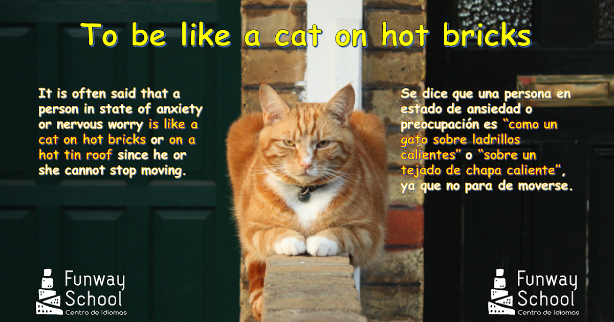 Estantes en el aula Idioms (LXXIV) "To be like a cat on hot bricks"