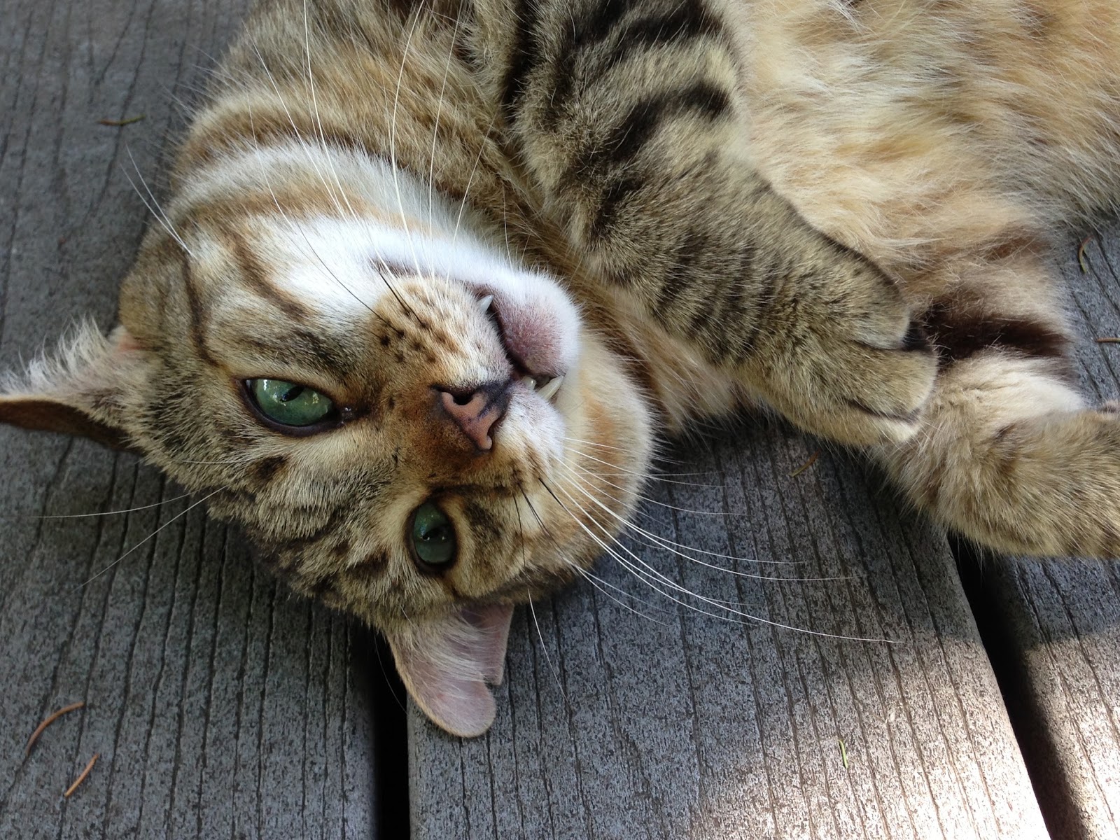 Eastside Cats Cat Spit