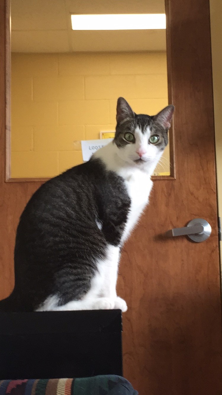 Lac Le Jeune Life In Our Community TRU Animal Health Technology Adoptions Ash and Tara