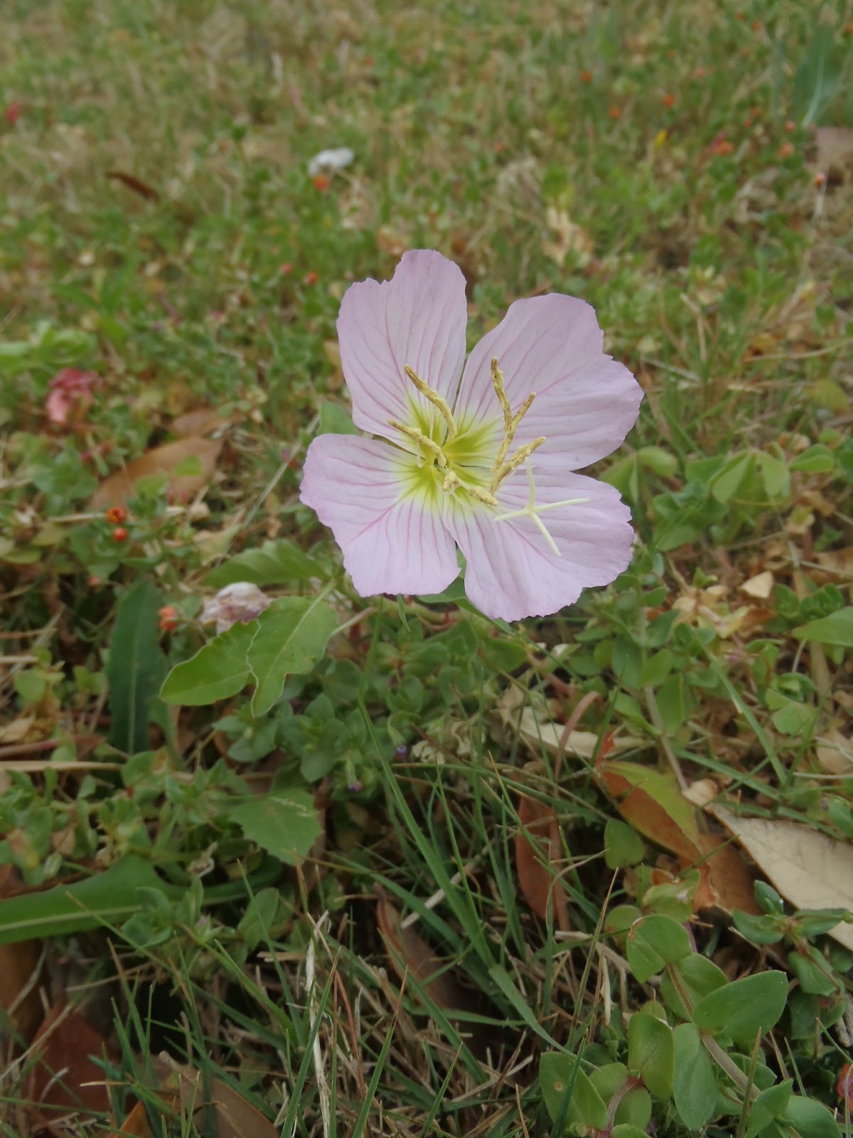 Becky's Blog lots of fun shtuff San Antonio Edible Weeds What's in