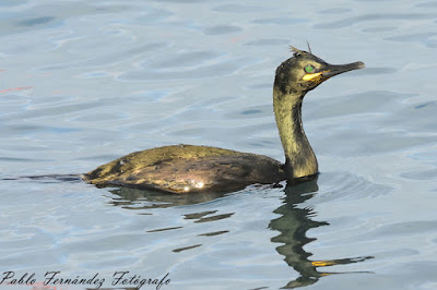 Cormorán moñudo (Phalacrocorax aristotelis)