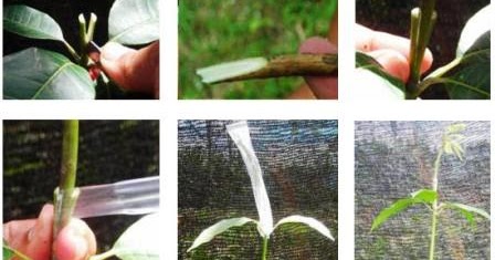 Cara Menyambung Tanaman Pembangkit Listrik