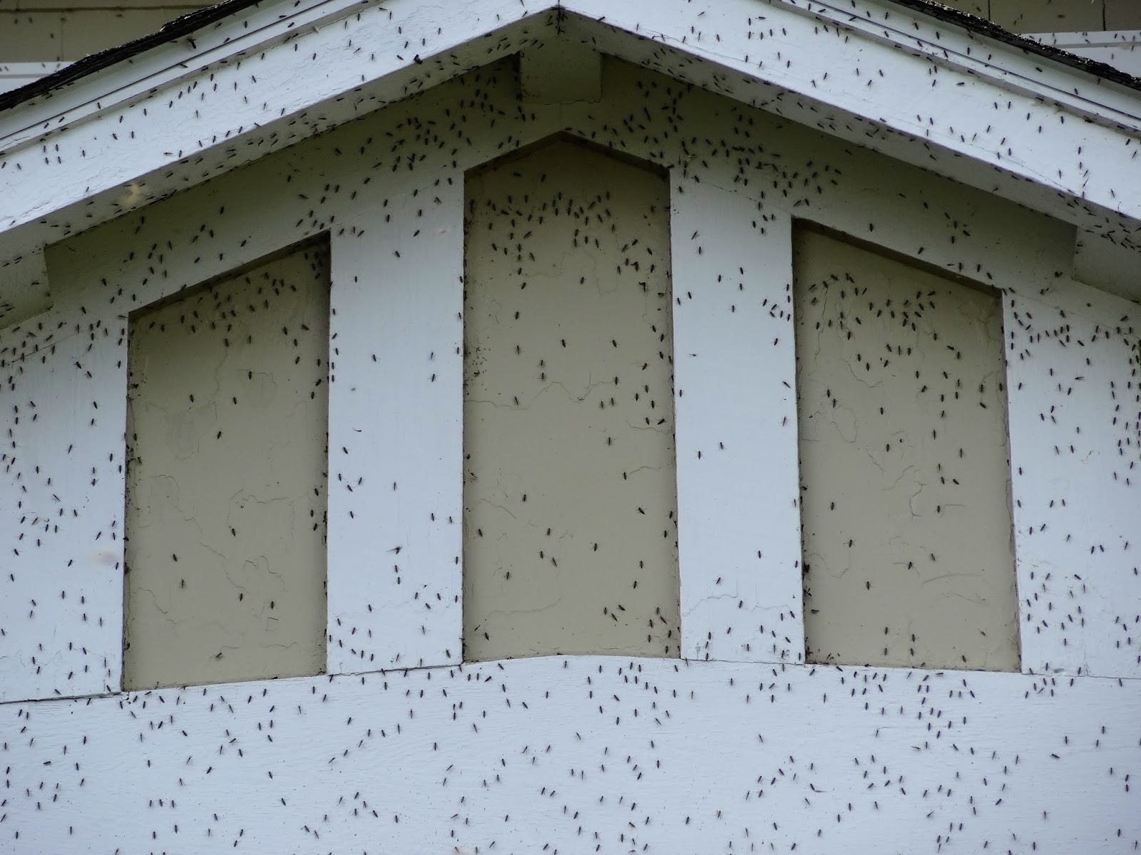 lake flies chautauqua abound