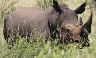 Rinocerontes, Furtivos, Sudafrica, cazadores, 