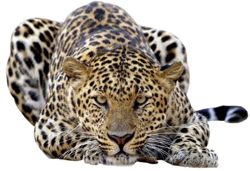 Animais Selvagens Leopardo Girafa Onca Leao Tigre Cobra Lobo Lacremania