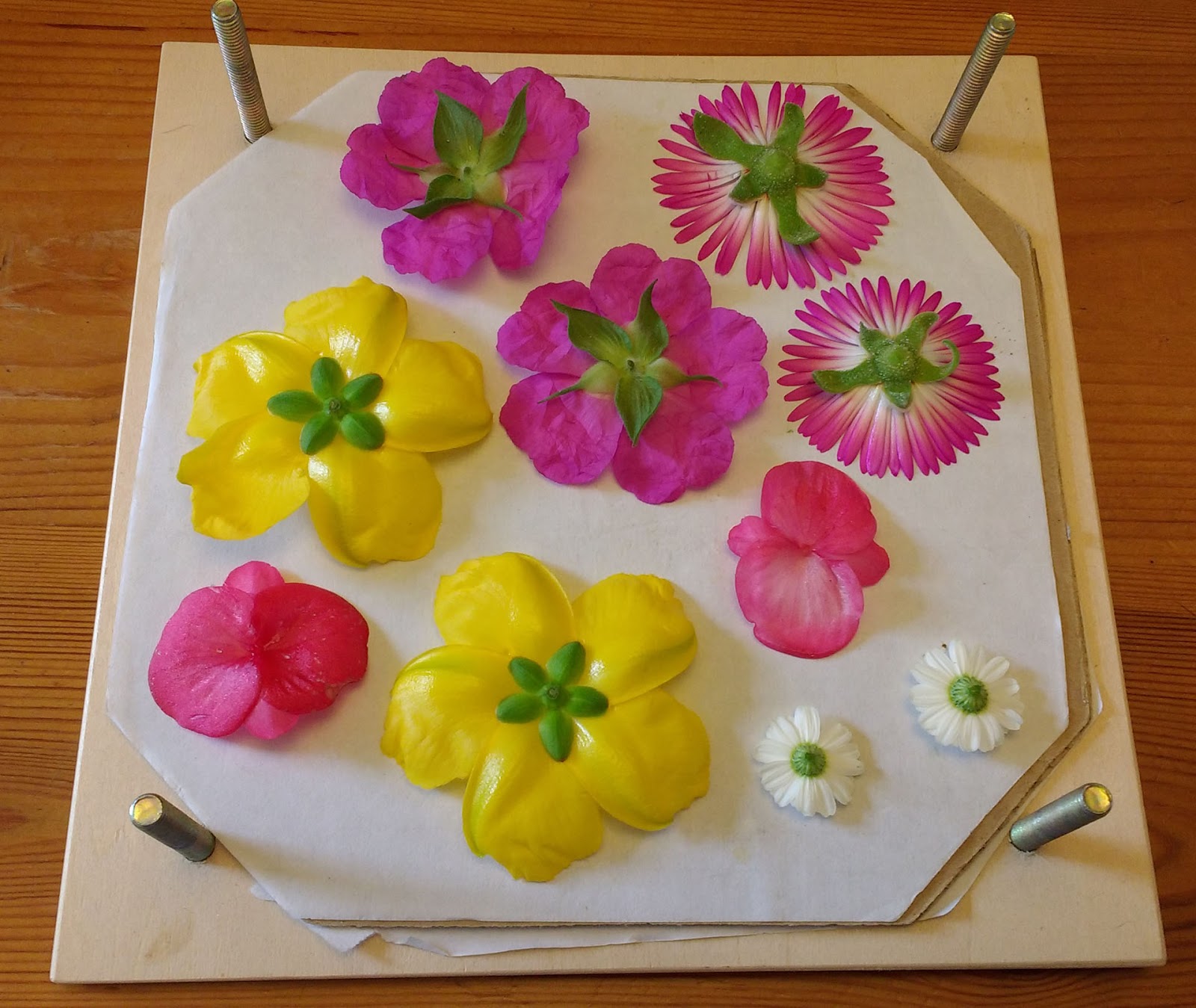 Sophie in the Sticks Pressing flowers