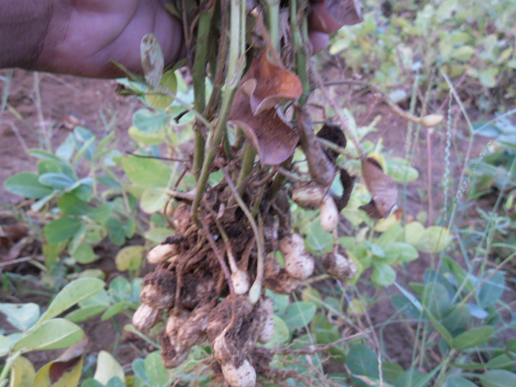 Farm, yeah groundnut harvest