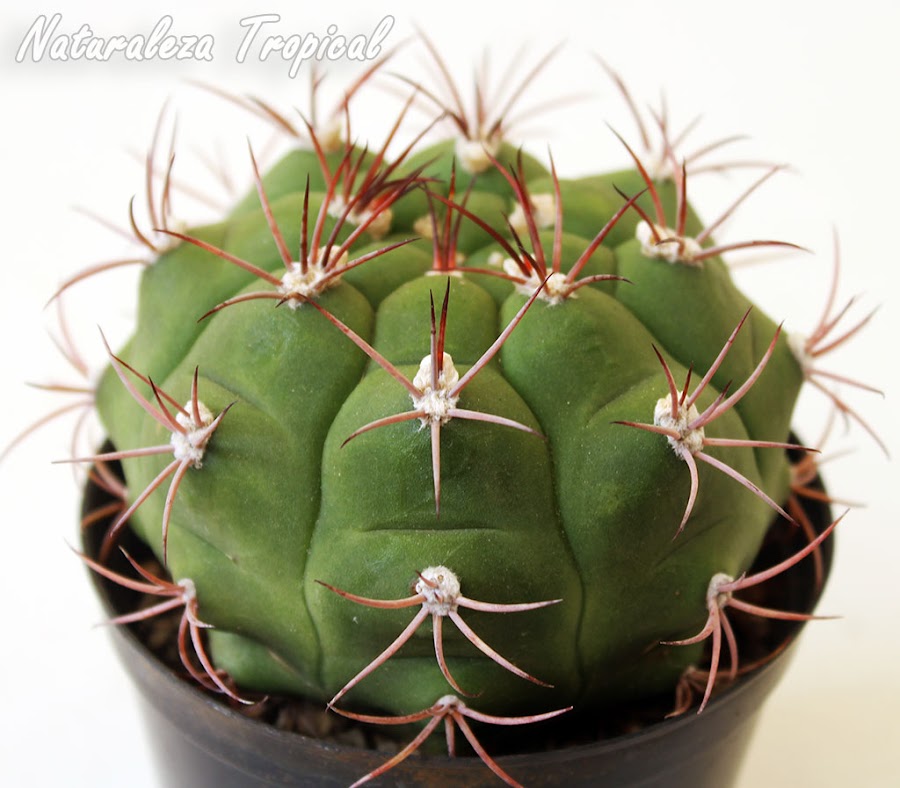 Vista del cactus Gymnocalycium pflanzii en maceta