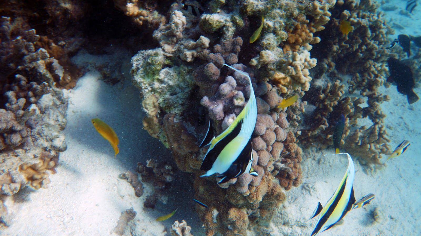 Snorkeling the Ningaloo Reef (Ningaloo Marine Park) The Long Way's Better