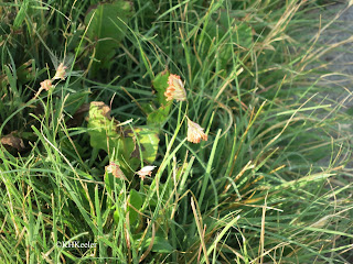 buffalo grass, Buchloë dactyloides  or Bouteloua dactyloides