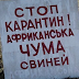 В окремих регіонах України спалахнула чума свиней