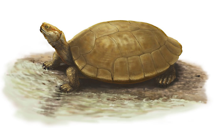 Fossil find turns out to be new member of world's oldest soft-shell turtle family Fossil find turns out to be new member of world's oldest soft-shell turtle family