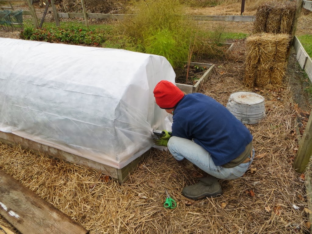 the common milkweed Sturdy Low Tunnels for Raised Beds, Part 1