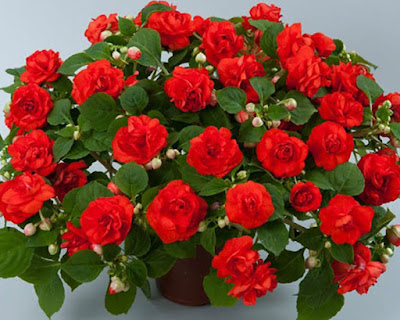 hoa ngọc thảo kép - Impatiens