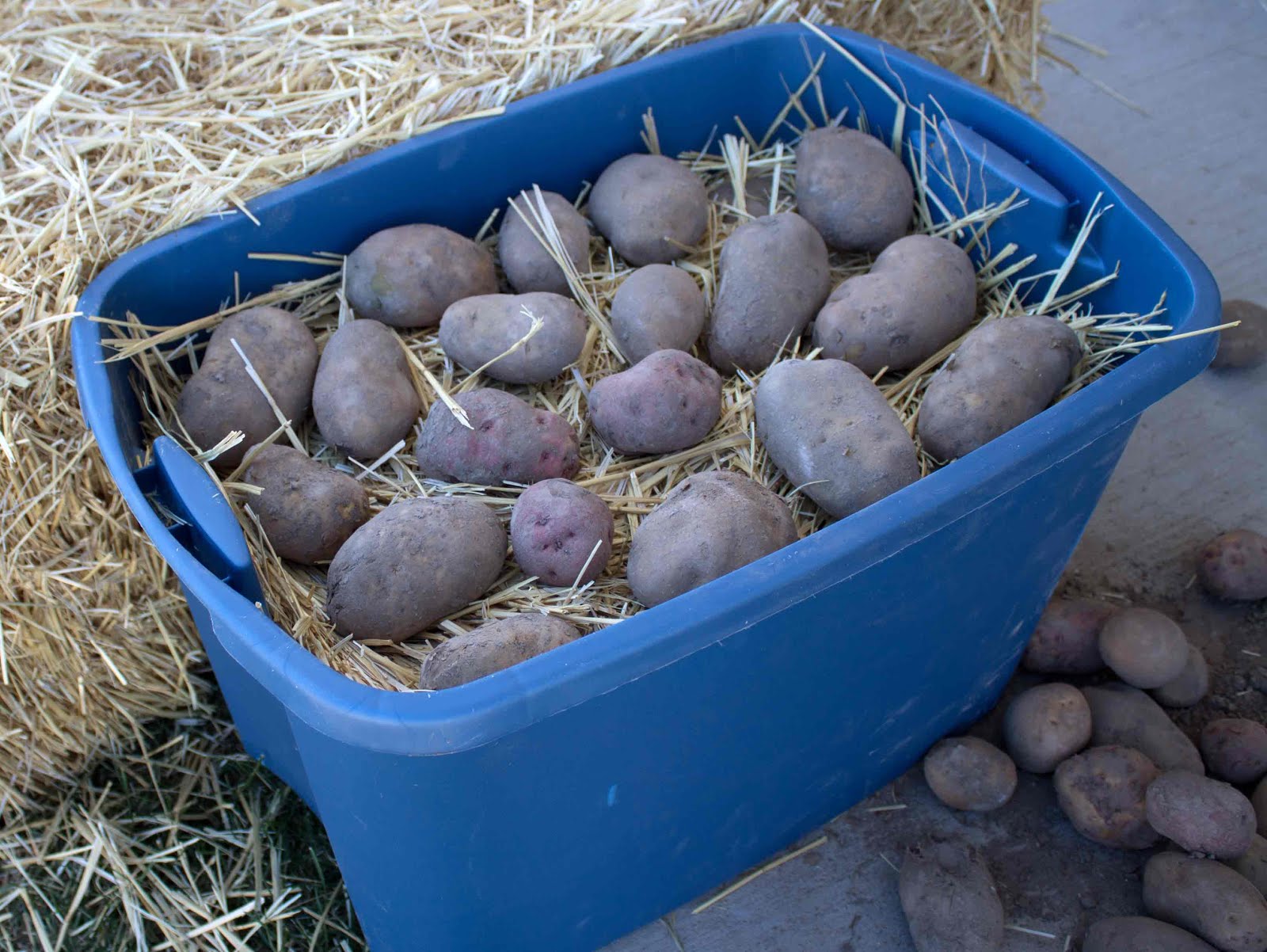 Troy Urban Farming Initiative 5 Steps to Storing Potatoes for Winter