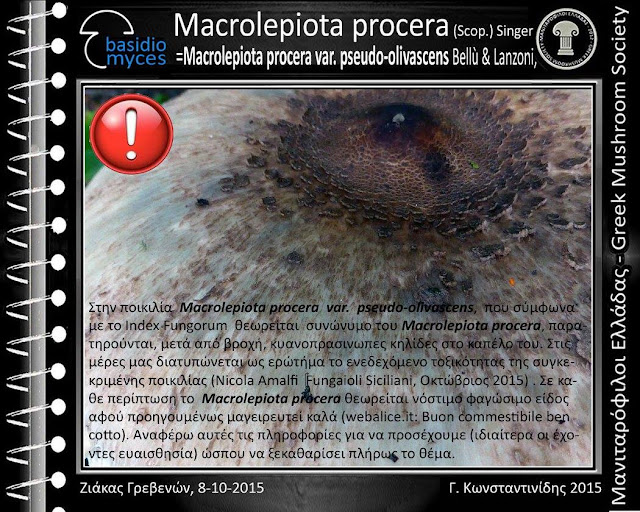 Macrolepiota procera var. pseudo-olivascens