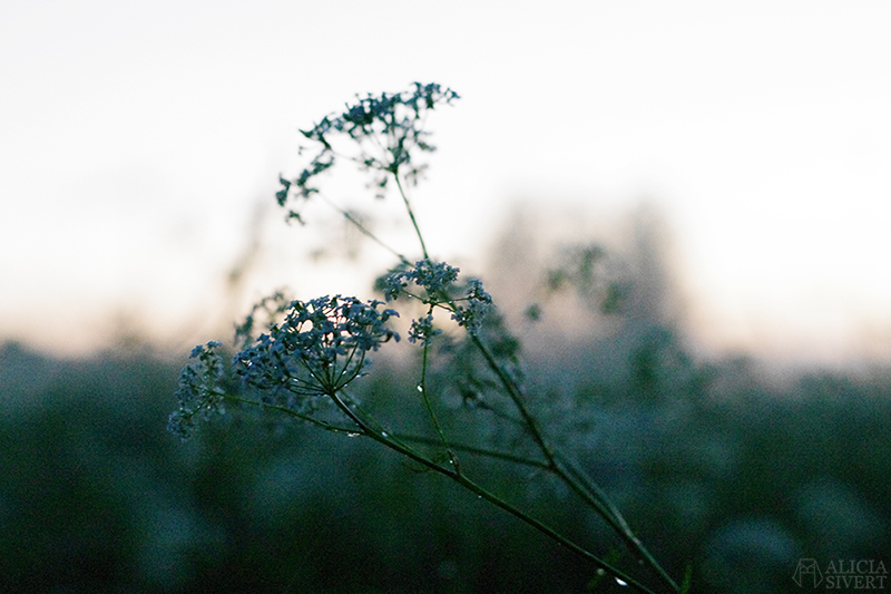 Photo by Alicia Sivertsson. uttersberg dimma fog dusk skymning sommarkväll sommarnatt kväll äng gräs grass dagg