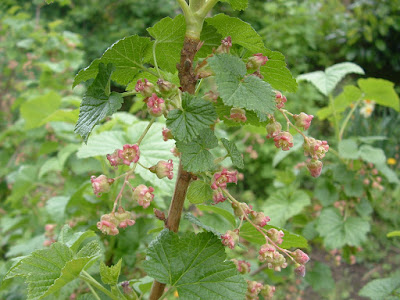 Photo of blackcurrant blossom